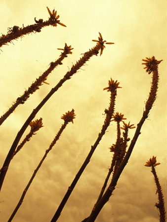 ARBORETUM PLANTS
