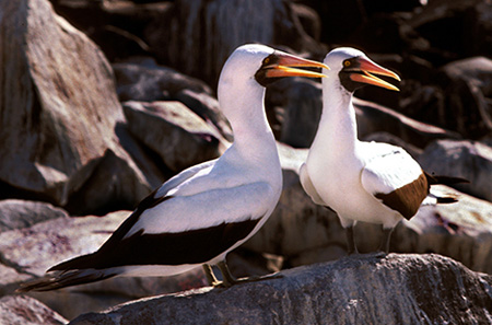 BOOBIES, GALAPAGOS ISLANDS