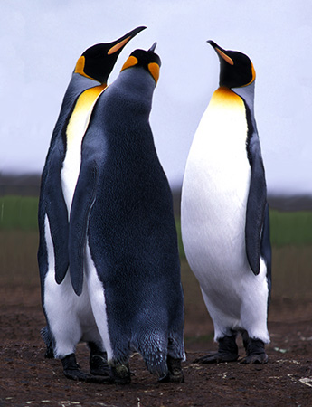 KING PENGUINS