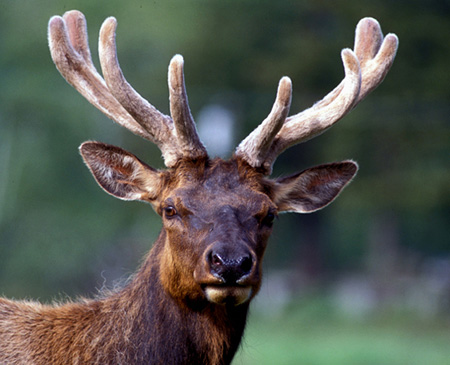 OREGON ELK