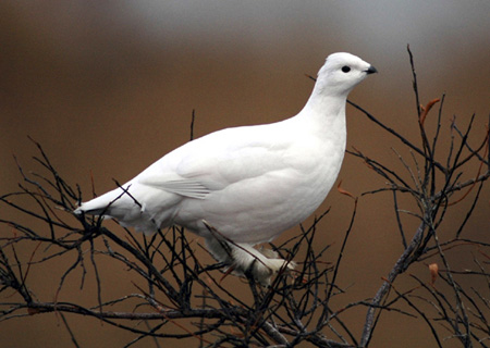 PTARMIGAN