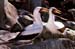 BOOBIES, GALAPAGOS ISLANDS