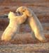 CHURCHILL POLAR BEARS