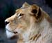 KENYA LIONESS