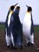 KING PENGUINS