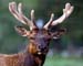 OREGON ELK